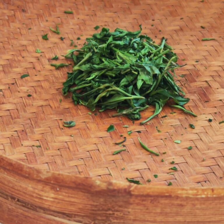 Atelier découverte thé vert en Bretagne