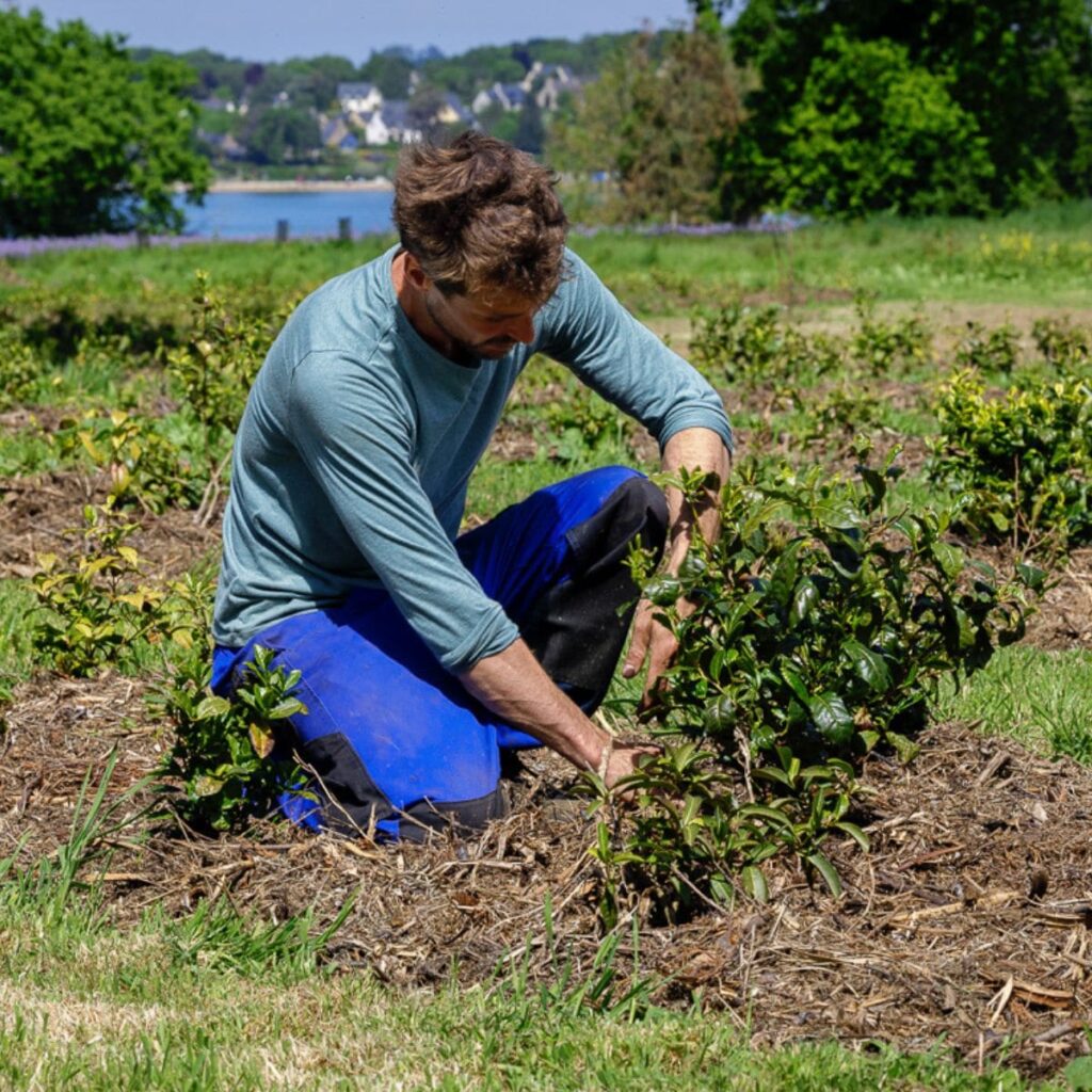 Plantation de thé breton bio Bleu-Thé sur la Côte d'Émeraude