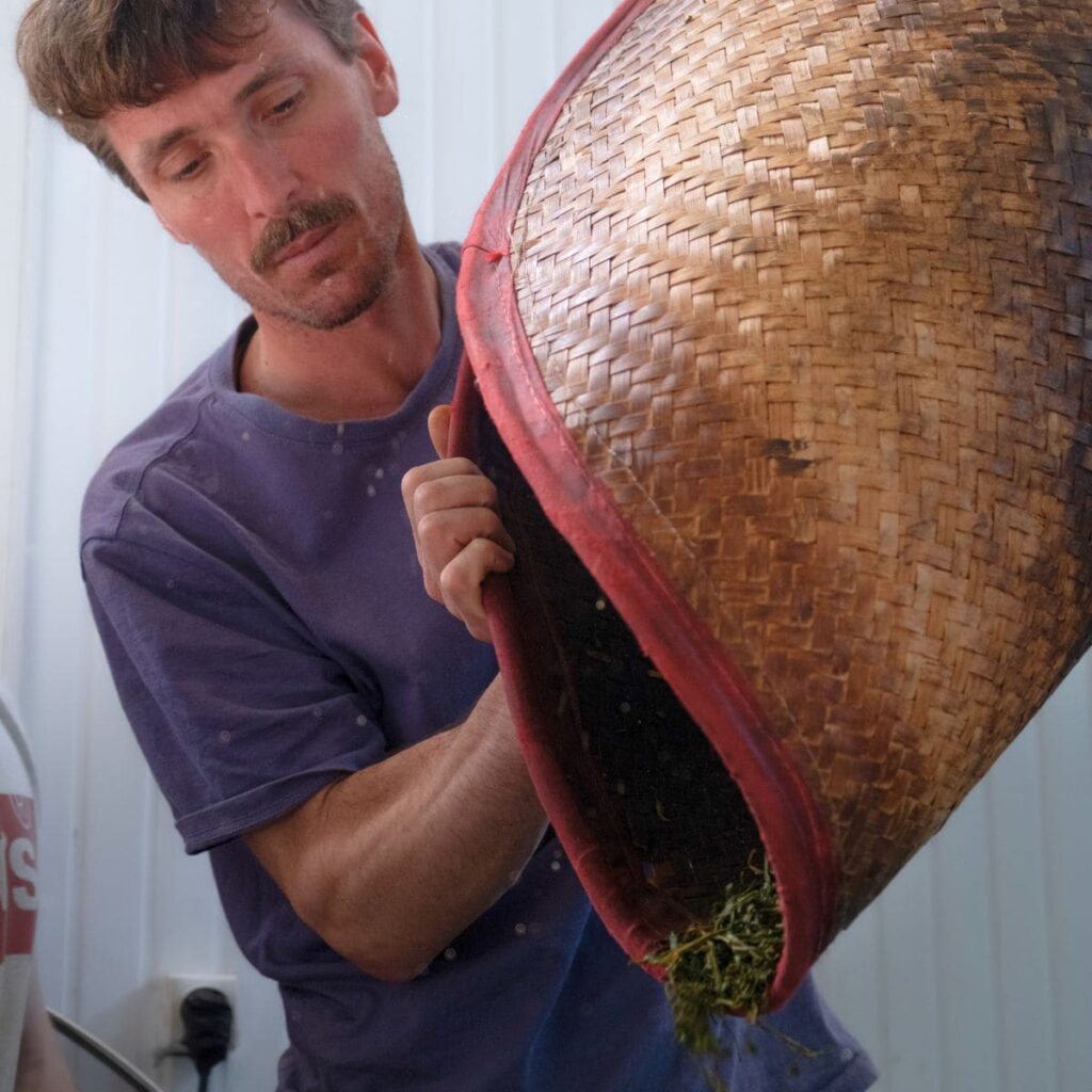 Production de thé, savoir-faire ancestral