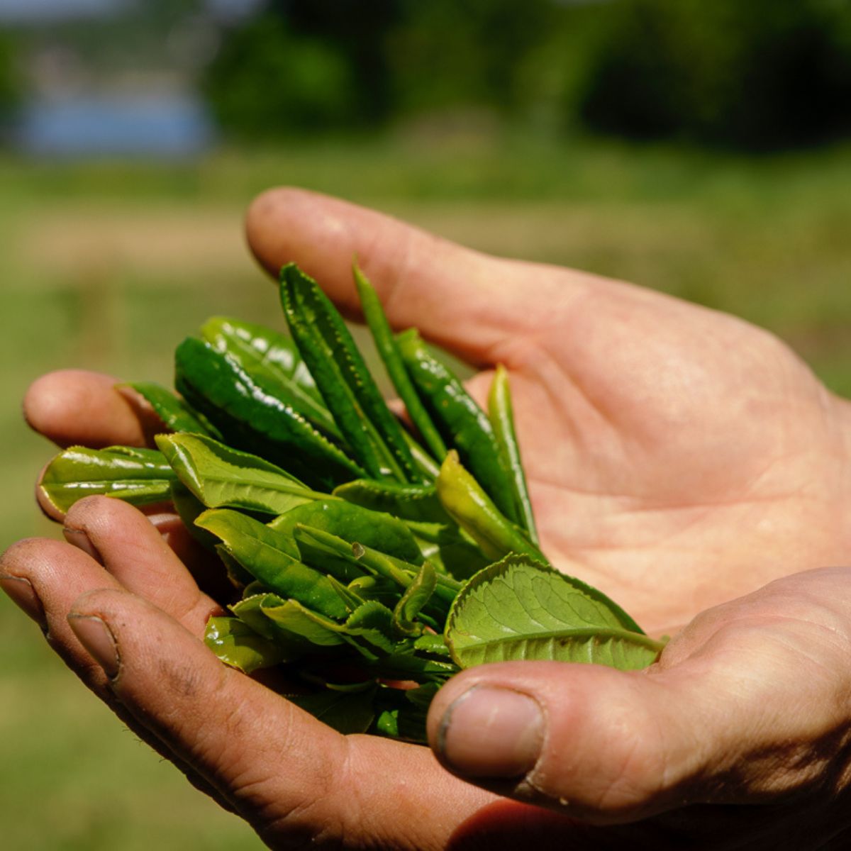 Production et vente de thé noir bio en Bretagne