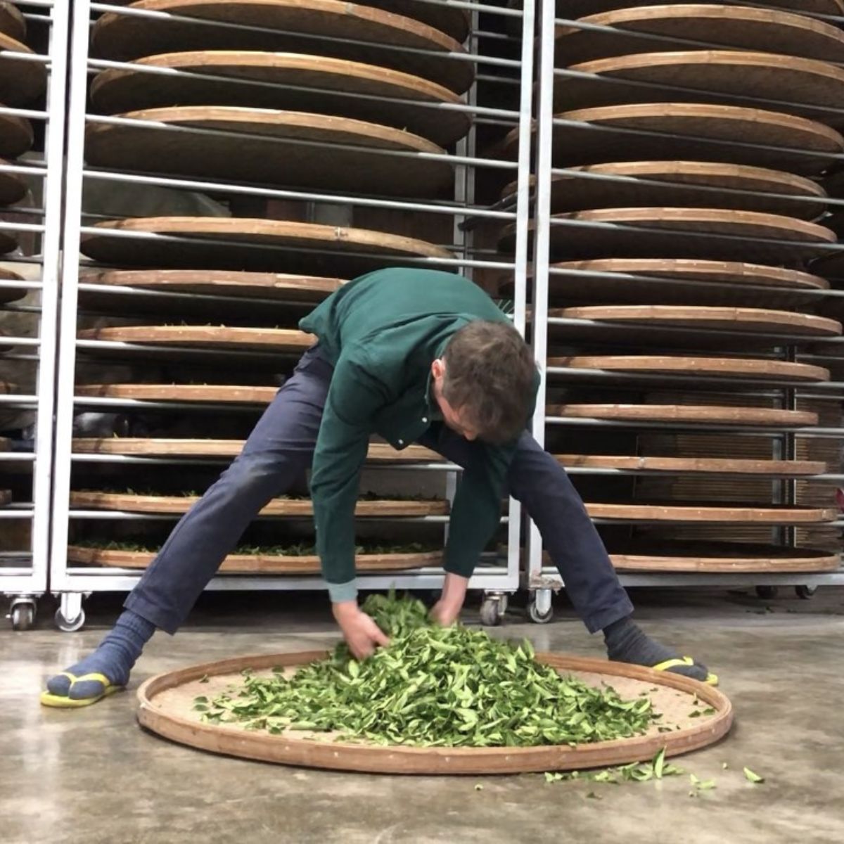 Technique de séchage du thé Oolong