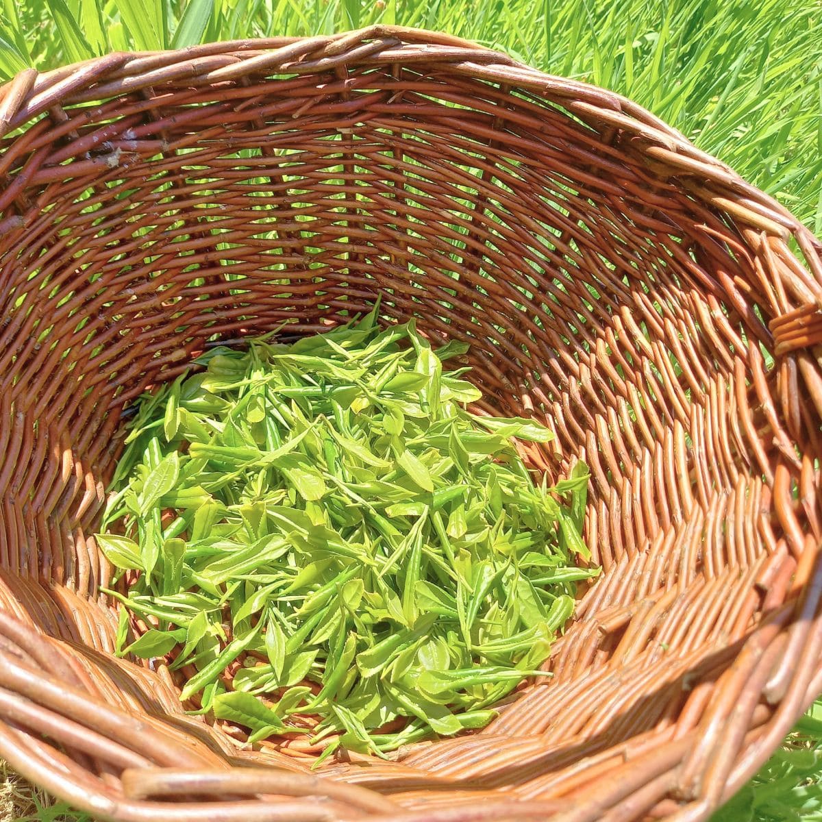 Thé blanc bio breton biologique