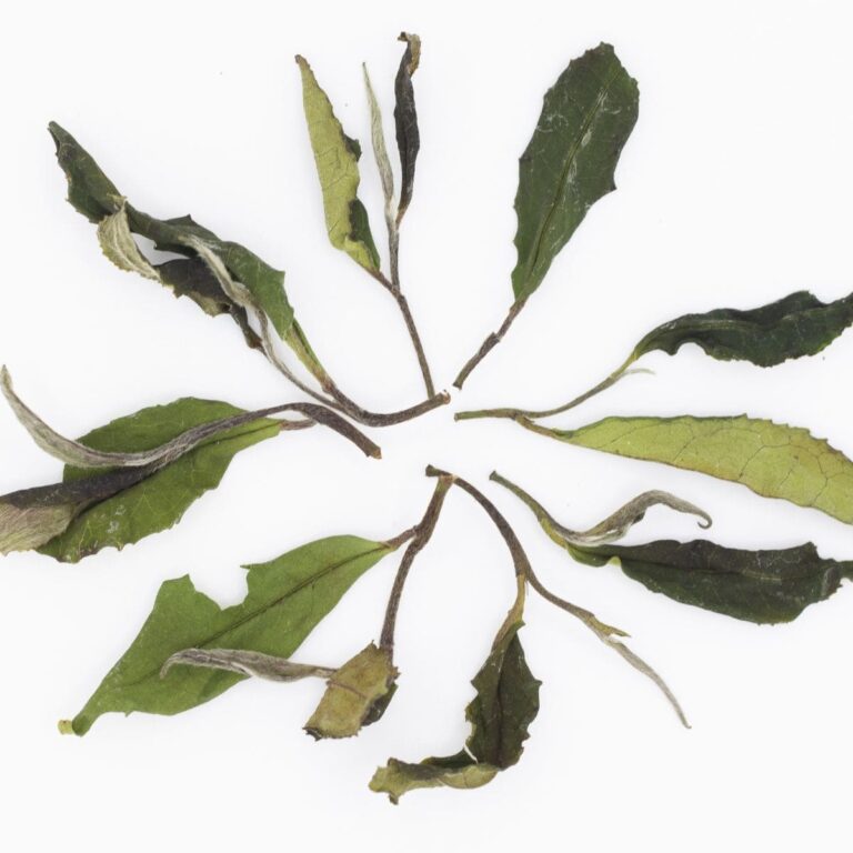 Culture de thé blanc bio breton